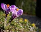finalmente primavera finalmente primavera