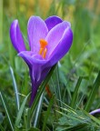 semplicemente.... crocus