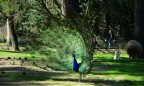 LA PARABOLA LA PARABOLA
