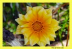 fiore giallo fiore giallo