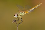 Sympetrum fonscolombii Sympetrum fonscolombii