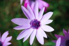 Viola Croata Viola Croata
