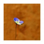 Occhietto della Madonna