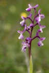 Anacamptis longicornu Anacamptis longicornu