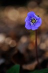 Anemone hepatica Anemone hepatica