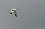 avocetta