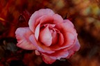 Una rosa venere Una rosa venere