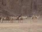 egypt egypt