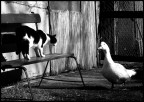 L'affronto L'affronto