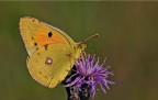 Colias