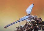 Orthetrum albistylum