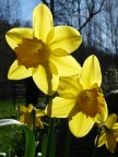superbo e ... narciso
