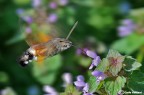 Macroglossum stellatarum