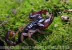 Euscorpius sp. Euscorpius sp.
