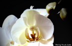 Orchidea... Orchidea...
