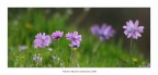 Voglia di primavera Voglia di primavera
