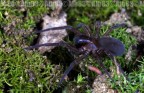 Amaurobidae Amaurobidae