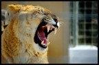 il leontigre incavolato il leontigre incavolato