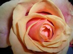 48 ROSA...rosa 48 ROSA...rosa