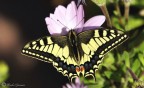 l'arrivo della primavera l'arrivo della primavera