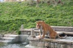 tigre tigre