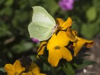 La prima Cedronella La prima Cedronella