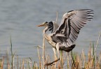 Airone Cenerino (Ardea cinerea)