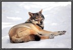Lupo # 16 - ....un po di riposo.....è domenica!!! Lupo # 16 - ....un po di riposo.....è domenica!!!