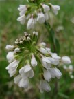 primavera primavera