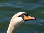 Cigno Cigno