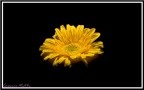 giallo.......... giallo..........