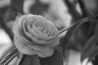 fiore in bianco e nero fiore in bianco e nero