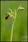 Orchidea Orchidea