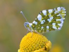 pieridi-eucloe ausonia pieridi-eucloe ausonia