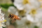 In Volo tra i Fiori In Volo tra i Fiori