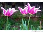 Tulipani rosa Tulipani rosa