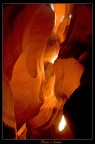 Bushes in the Slot Canyon Bushes in the Slot Canyon