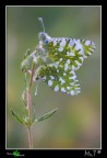 Euchloe ausonia in amore.... Euchloe ausonia in amore....