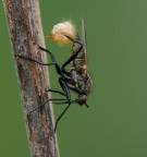Uno scatto di qualche tempo fa.
Realizzato sempre con panasonic lumix fz50 + lente autocostruita.

Questo scatto � entrato a far parte degli stock del National Geographic:
http://www.nationalgeographicstock.com/ngsimages/welcome.jsf