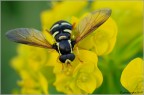 Syrphidae Xanthogramma citrofasciatum Syrphidae Xanthogramma citrofasciatum