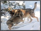 Lupo # 19 - Aggressive Lupo # 19 - Aggressive