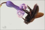 Bzzz Bzzz