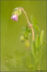 Geranium lucidum Geranium lucidum