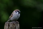 passera mattugia passera mattugia