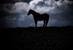 Maremma Maremma
