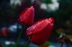 Tulipani "gemmati" Tulipani "gemmati"