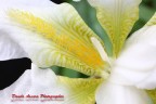 IRIS IRIS