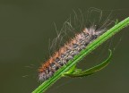 Eriogaster Eriogaster