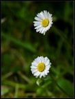 bellis perennis