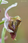 Dormiente su una Ophrys-tyrrehena Dormiente su una Ophrys-tyrrehena